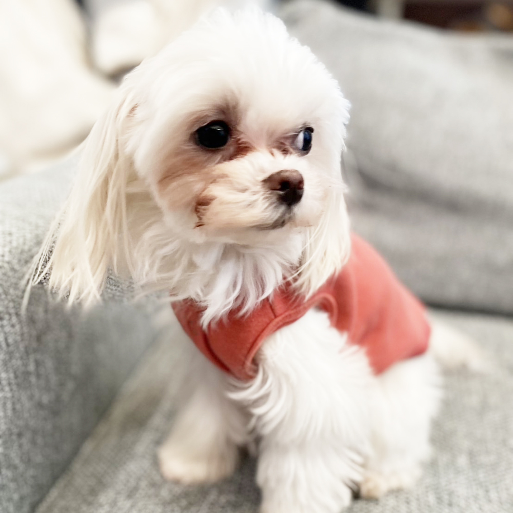 卒業犬イーブイちゃんのファッションショー♪